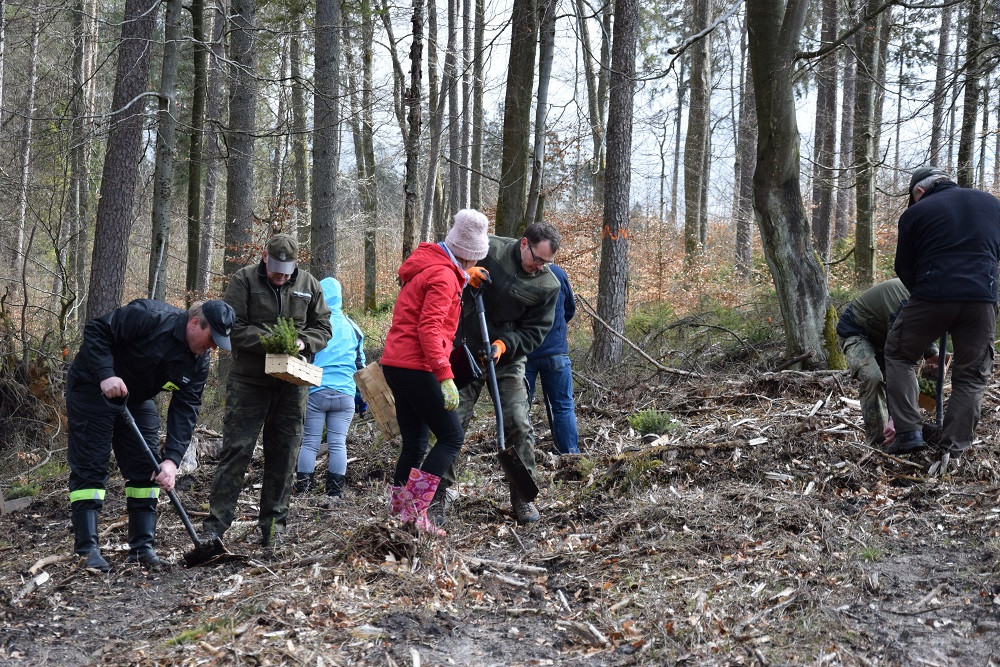 Akcja sadzenia drzew w mirachowskich lasach. Odtworzą drzewostan zniszczony przez kornika