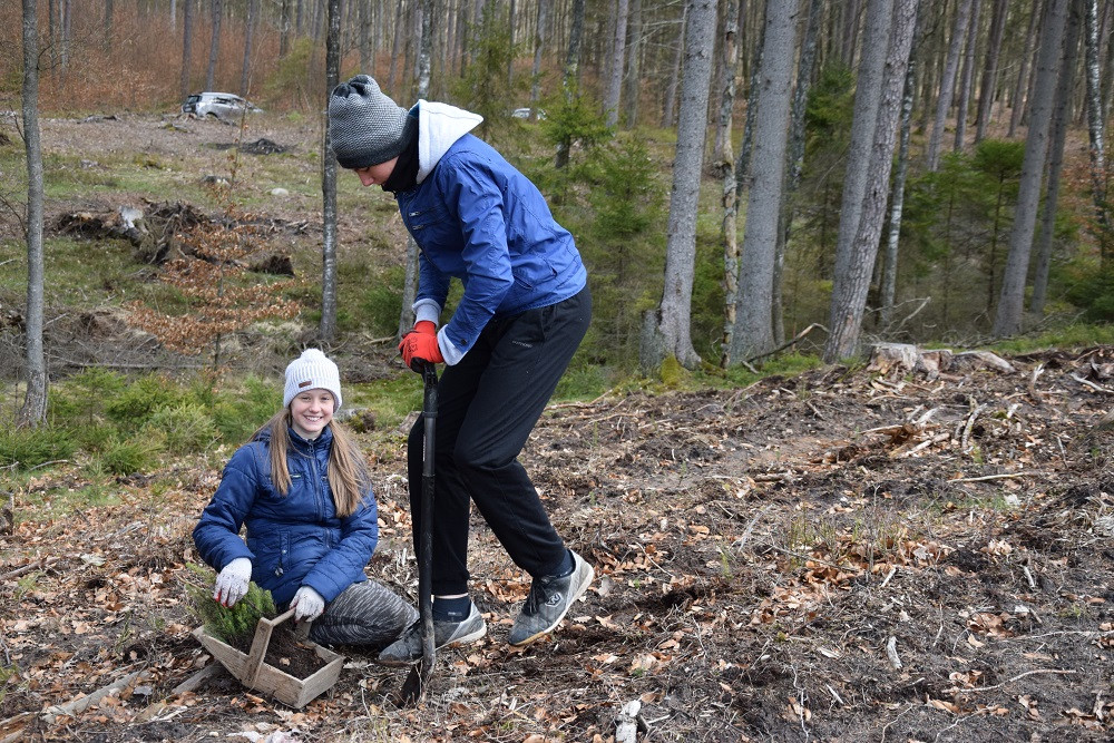 Akcja sadzenia drzew w mirachowskich lasach. Odtworzą drzewostan zniszczony przez kornika