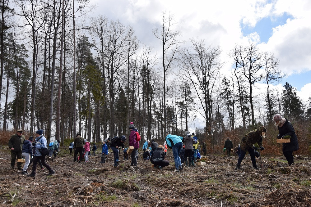 Akcja sadzenia drzew w mirachowskich lasach. Odtworzą drzewostan zniszczony przez kornika