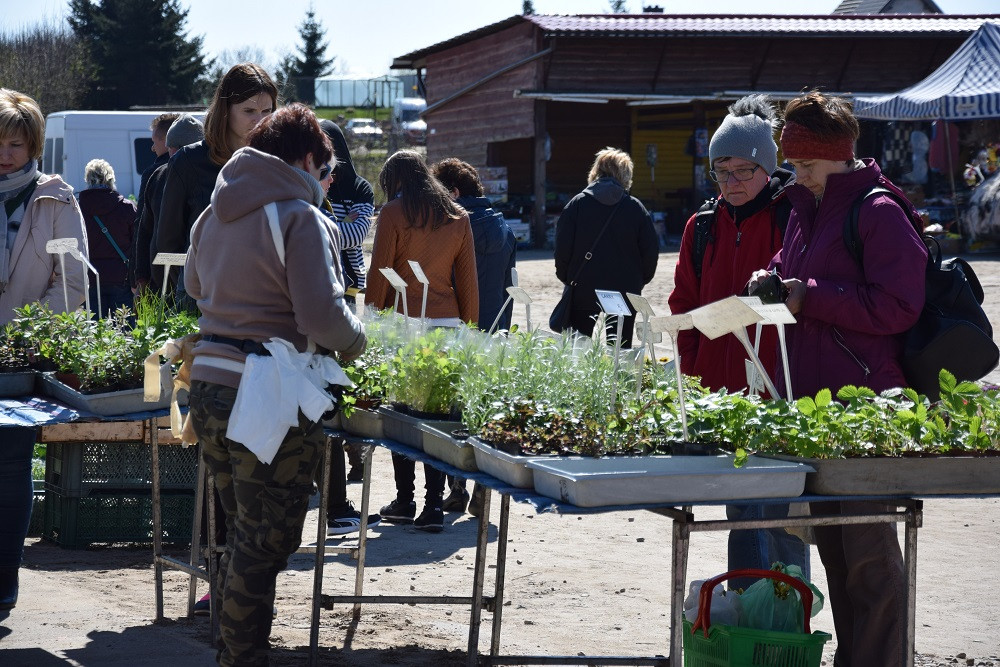Sierakowice. Targowisko pokryło się setkami kwiatów i krzewów