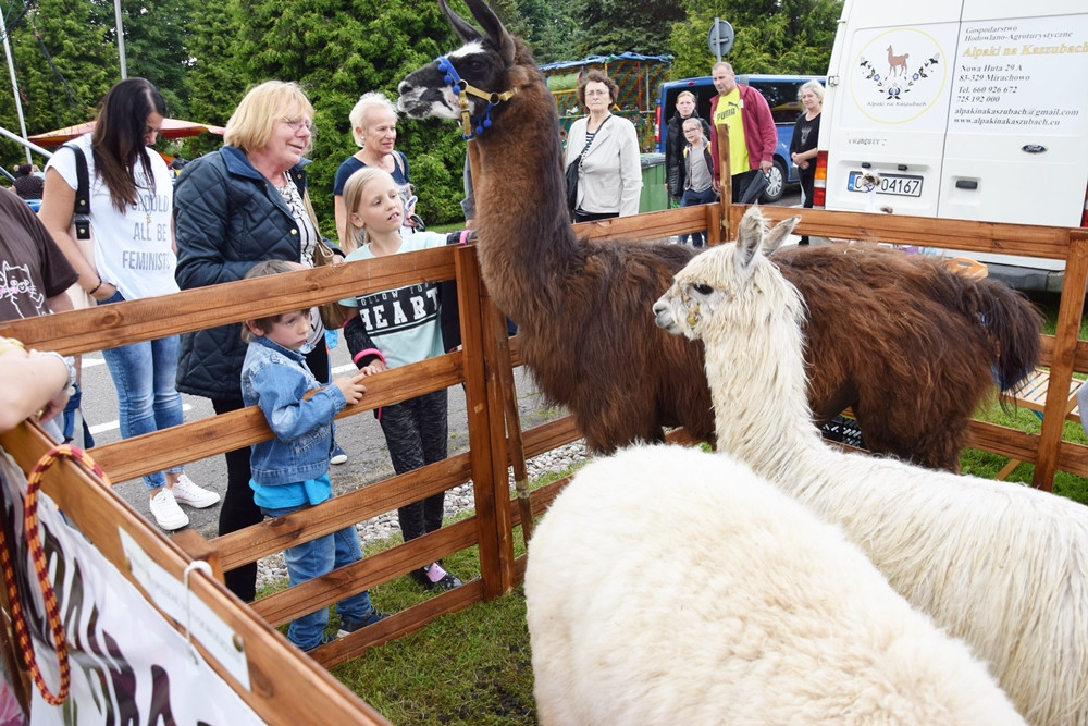 Kartuzy. Festiwal Ludzie dla Ludzi. Organizacje pozarządowe prezentowały swoją działalność