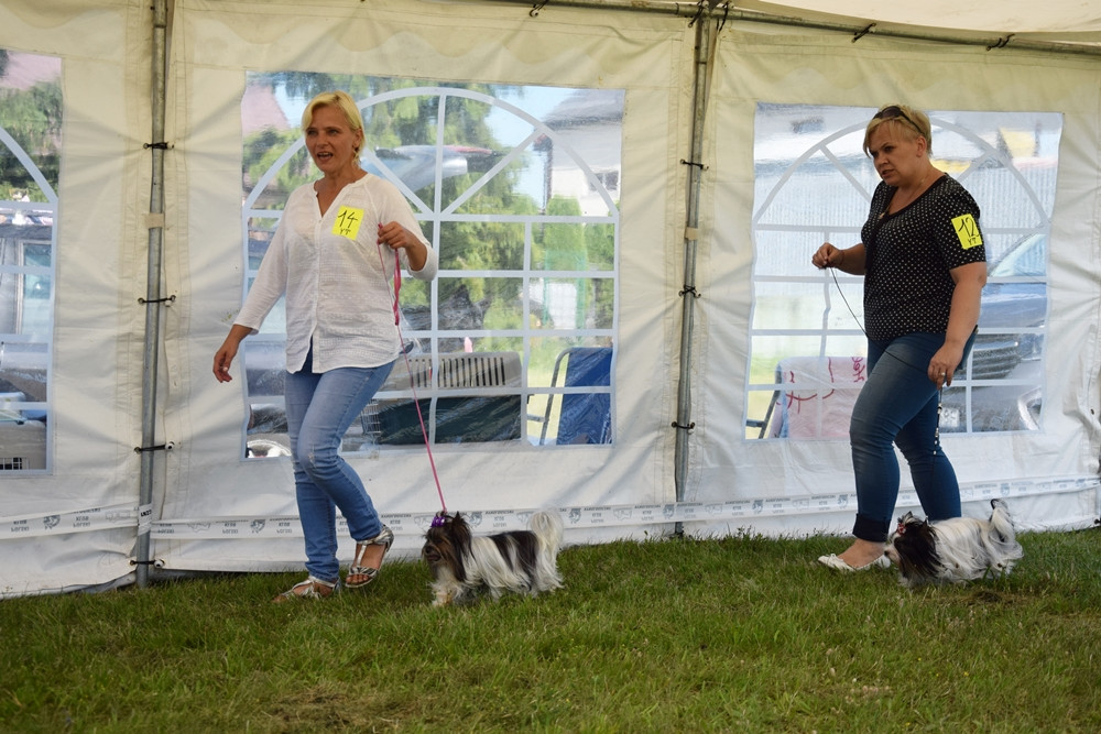 Somonino. Owczarki niemieckie, yorki, chihuahua i wiele innych na I Wystawie Psów Rasowych