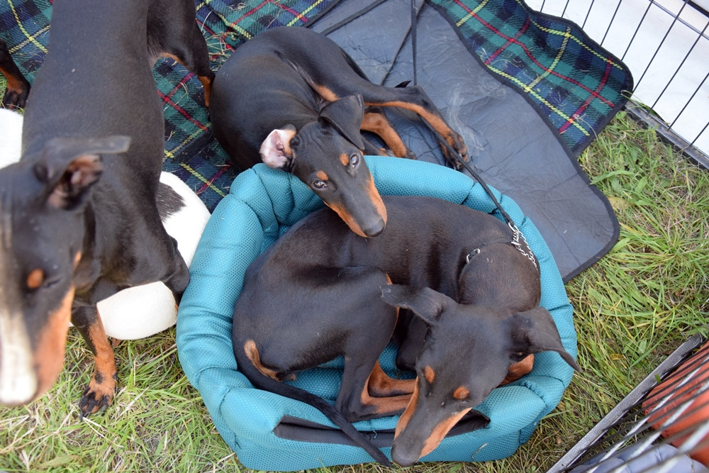 Somonino. Owczarki niemieckie, yorki, chihuahua i wiele innych na I Wystawie Psów Rasowych