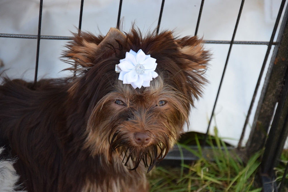 Somonino. Owczarki niemieckie, yorki, chihuahua i wiele innych na I Wystawie Psów Rasowych