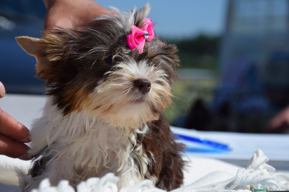 Somonino. Owczarki niemieckie, yorki, chihuahua i wiele innych na I Wystawie Psów Rasowych