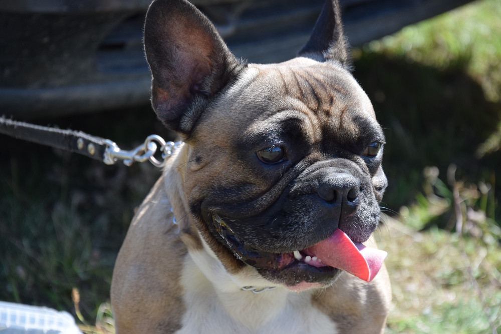 Somonino. Owczarki niemieckie, yorki, chihuahua i wiele innych na I Wystawie Psów Rasowych