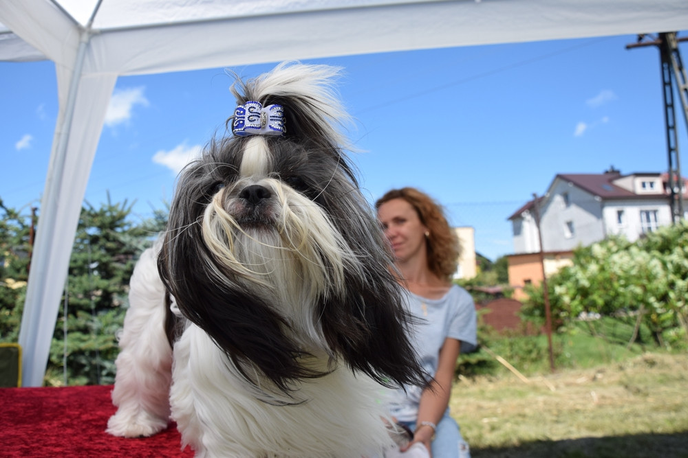 Somonino. Owczarki niemieckie, yorki, chihuahua i wiele innych na I Wystawie Psów Rasowych