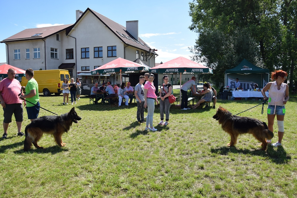 Somonino. Owczarki niemieckie, yorki, chihuahua i wiele innych na I Wystawie Psów Rasowych