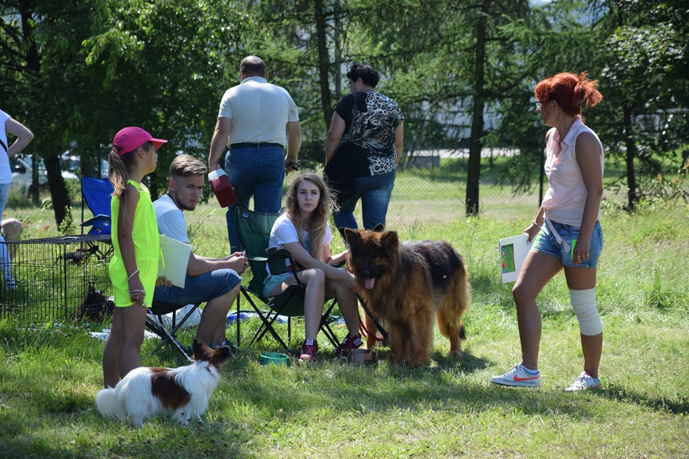 Somonino. Owczarki niemieckie, yorki, chihuahua i wiele innych na I Wystawie Psów Rasowych