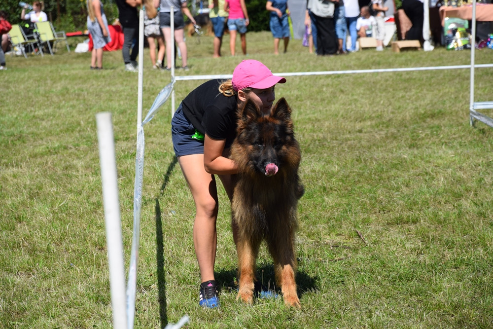 Somonino. Owczarki niemieckie, yorki, chihuahua i wiele innych na I Wystawie Psów Rasowych