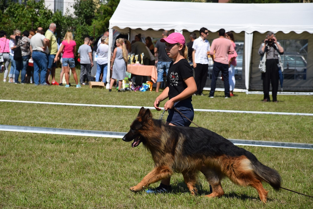 Somonino. Owczarki niemieckie, yorki, chihuahua i wiele innych na I Wystawie Psów Rasowych