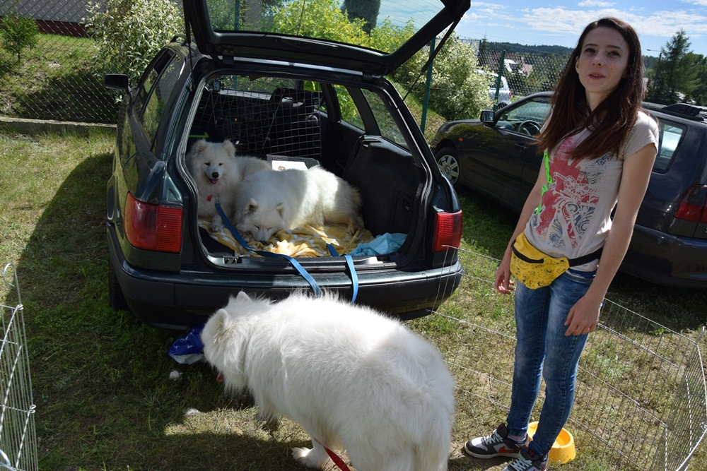 Somonino. Owczarki niemieckie, yorki, chihuahua i wiele innych na I Wystawie Psów Rasowych
