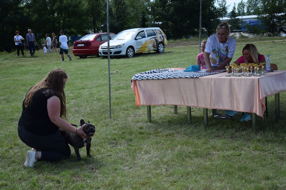 Somonino. Owczarki niemieckie, yorki, chihuahua i wiele innych na I Wystawie Psów Rasowych