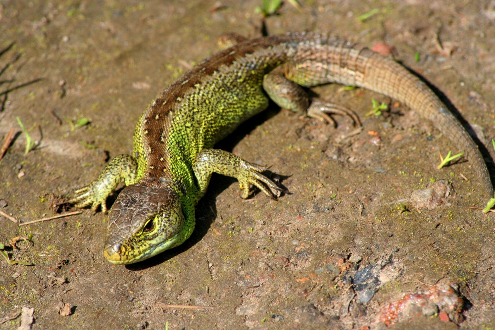 Lato w lesie. Okres wyciszenia i... robienia zapasów na zimę