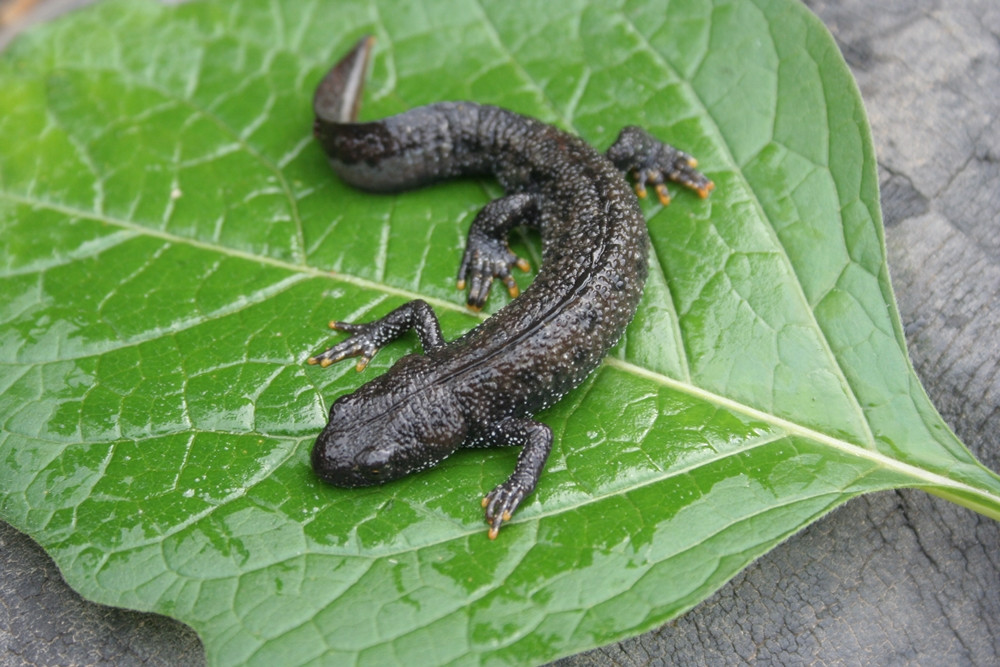 Lato w lesie. Okres wyciszenia i... robienia zapasów na zimę