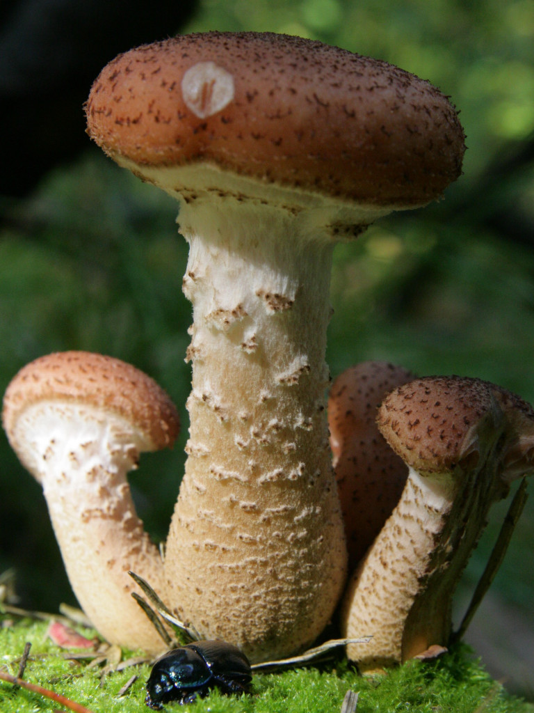 Lato w lesie. Okres wyciszenia i... robienia zapasów na zimę
