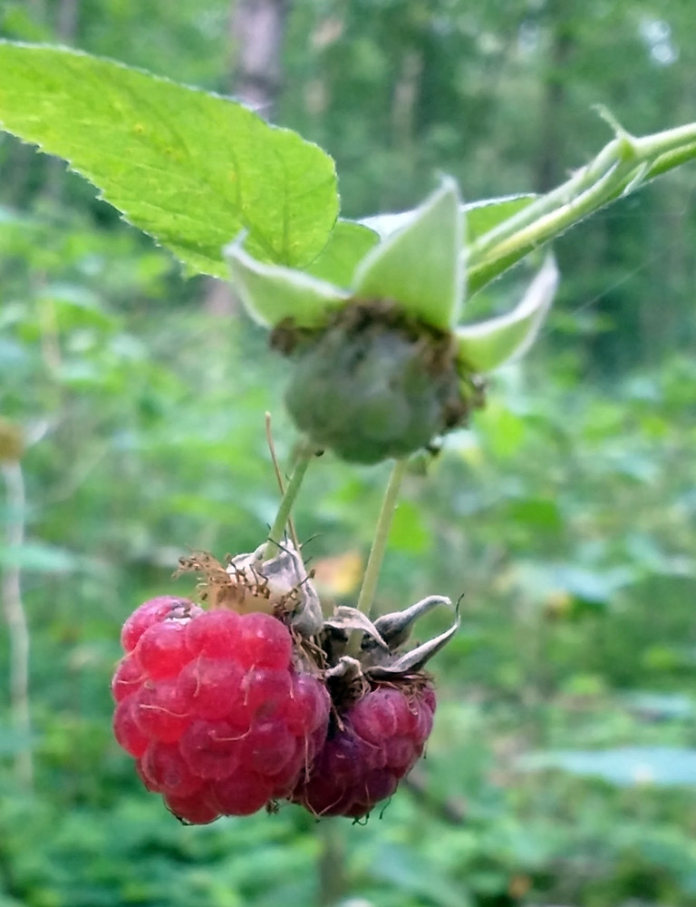 Lato w lesie. Okres wyciszenia i... robienia zapasów na zimę