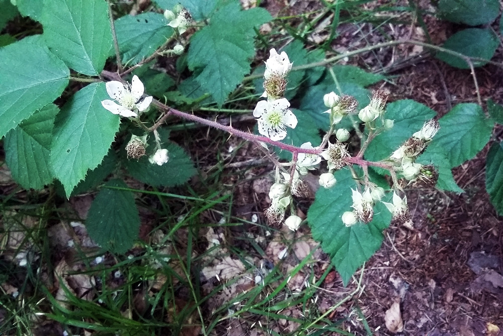 Lato w lesie. Okres wyciszenia i... robienia zapasów na zimę
