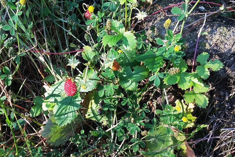 Lato w lesie. Okres wyciszenia i... robienia zapasów na zimę
