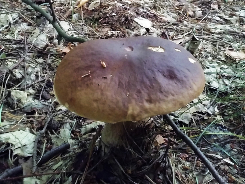 Lato w lesie. Okres wyciszenia i... robienia zapasów na zimę