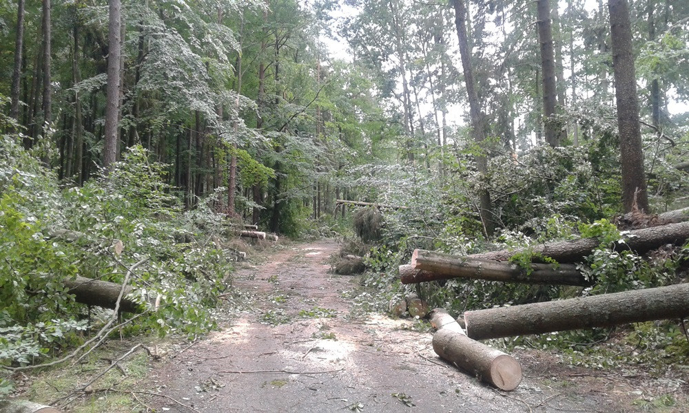 Nadleśnictwo Kartuzy liczy straty po nawałnicy. Najgorzej jest w Kamionce i Bąckiej Hucie
