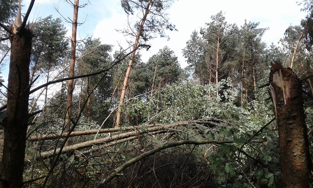 Nadleśnictwo Kartuzy liczy straty po nawałnicy. Najgorzej jest w Kamionce i Bąckiej Hucie