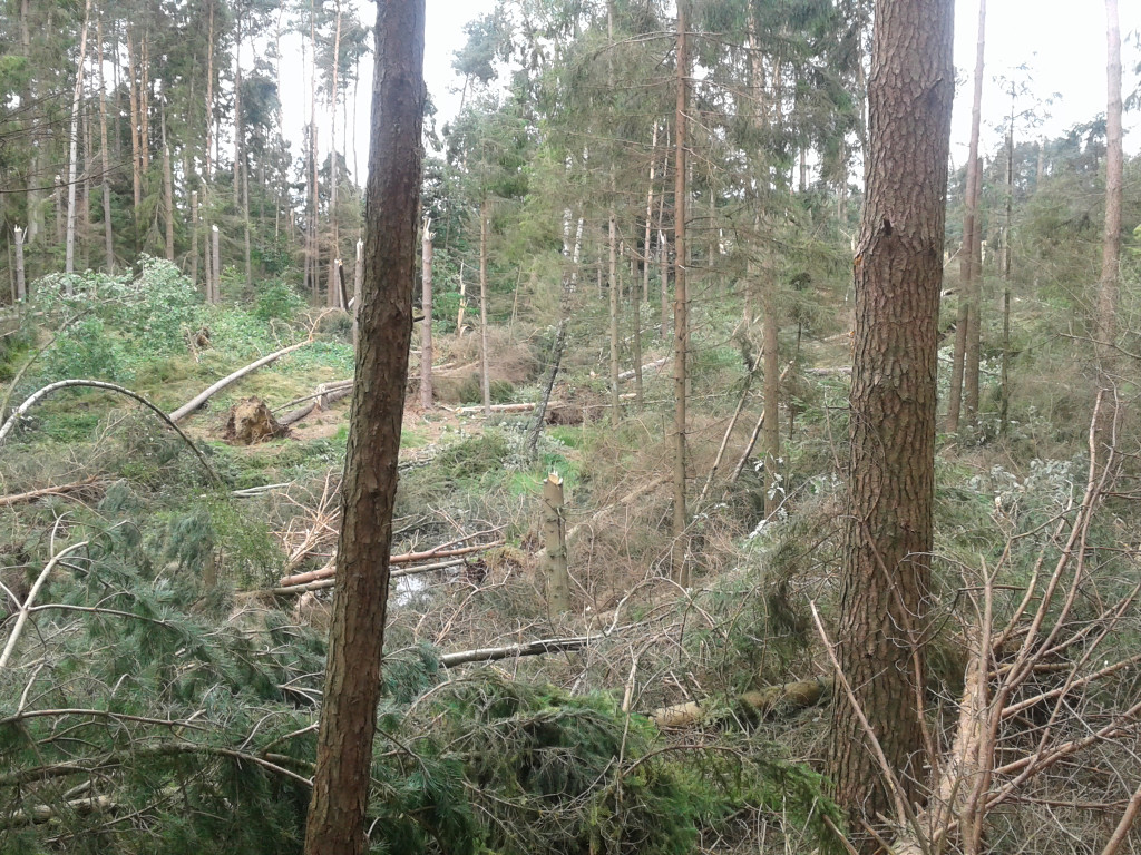 Nadleśnictwo Kartuzy liczy straty po nawałnicy. Najgorzej jest w Kamionce i Bąckiej Hucie