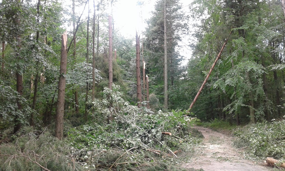 Nadleśnictwo Kartuzy liczy straty po nawałnicy. Najgorzej jest w Kamionce i Bąckiej Hucie