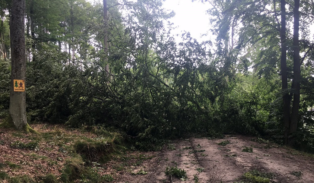 Nadleśnictwo Kartuzy liczy straty po nawałnicy. Najgorzej jest w Kamionce i Bąckiej Hucie