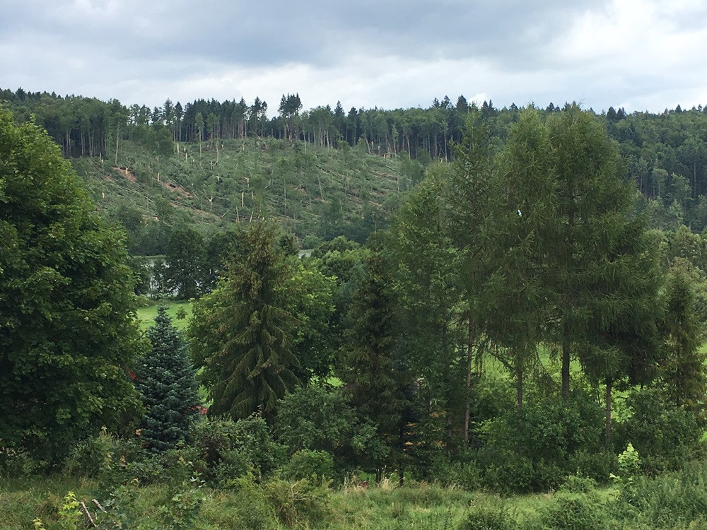 Nadleśnictwo Kartuzy liczy straty po nawałnicy. Najgorzej jest w Kamionce i Bąckiej Hucie