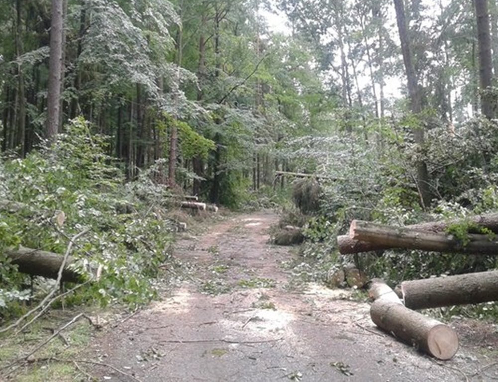 Nadleśnictwo Kartuzy liczy straty po nawałnicy. Najgorzej jest w Kamionce i Bąckiej Hucie