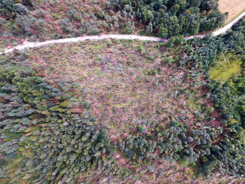 Nadleśnictwo Kartuzy liczy straty po nawałnicy. Najgorzej jest w Kamionce i Bąckiej Hucie