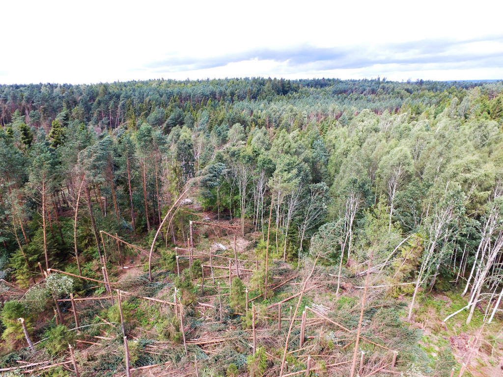 Nadleśnictwo Kartuzy liczy straty po nawałnicy. Najgorzej jest w Kamionce i Bąckiej Hucie
