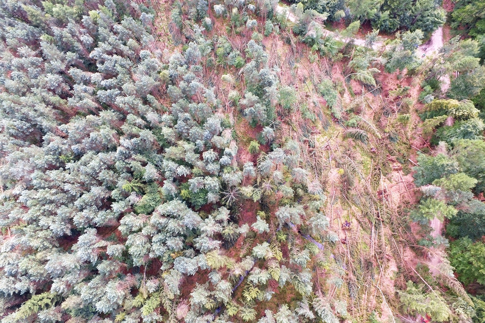 Duże straty po nawałnicy w Leśnictwie Kamionka. Zobacz zdjęcia i film z drona