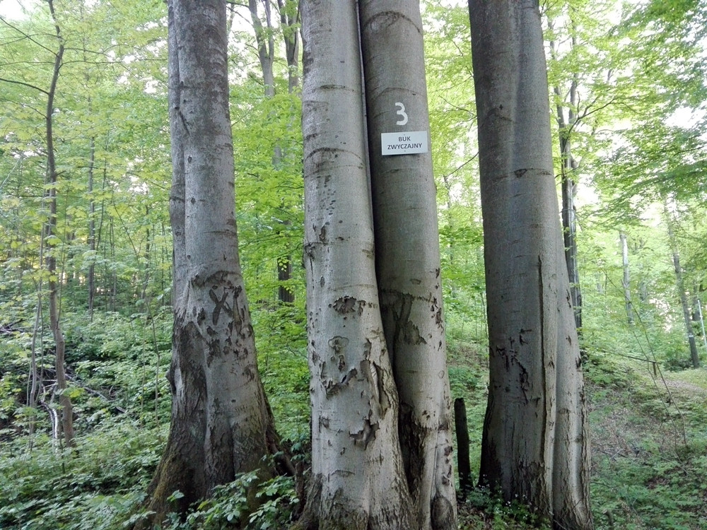 Wyjątkowy przyrodniczy zakątek w Kartuzach. Zapraszamy na spacer po Arboretum