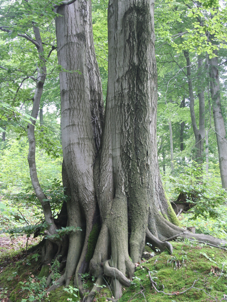 Wyjątkowy przyrodniczy zakątek w Kartuzach. Zapraszamy na spacer po Arboretum