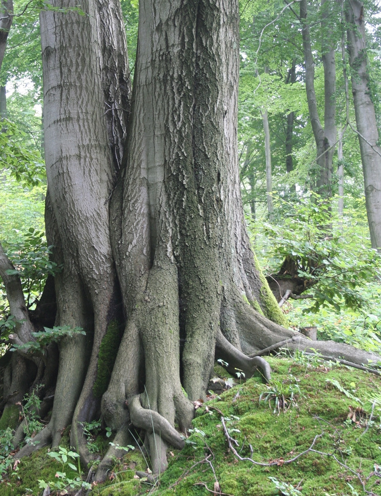 Wyjątkowy przyrodniczy zakątek w Kartuzach. Zapraszamy na spacer po Arboretum