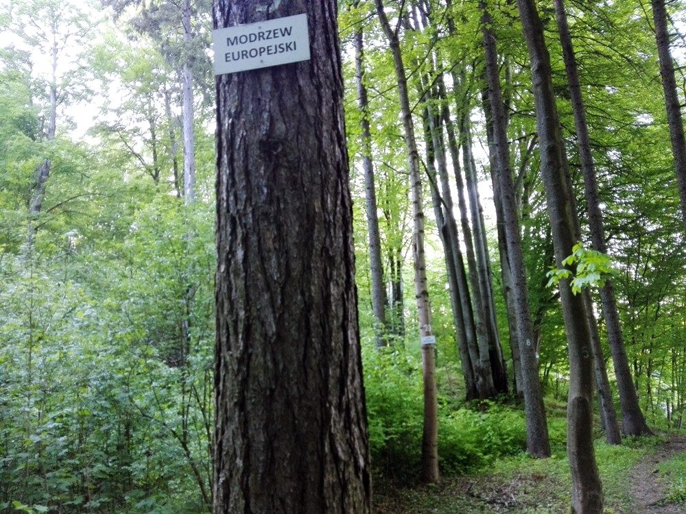 Wyjątkowy przyrodniczy zakątek w Kartuzach. Zapraszamy na spacer po Arboretum