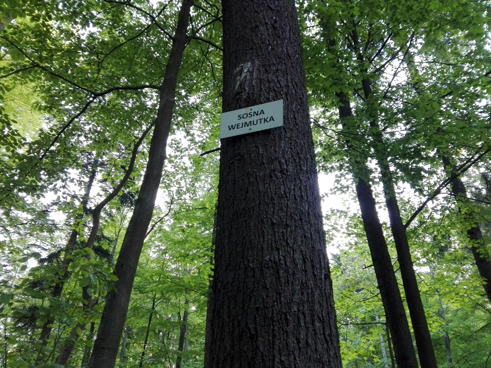 Wyjątkowy przyrodniczy zakątek w Kartuzach. Zapraszamy na spacer po Arboretum