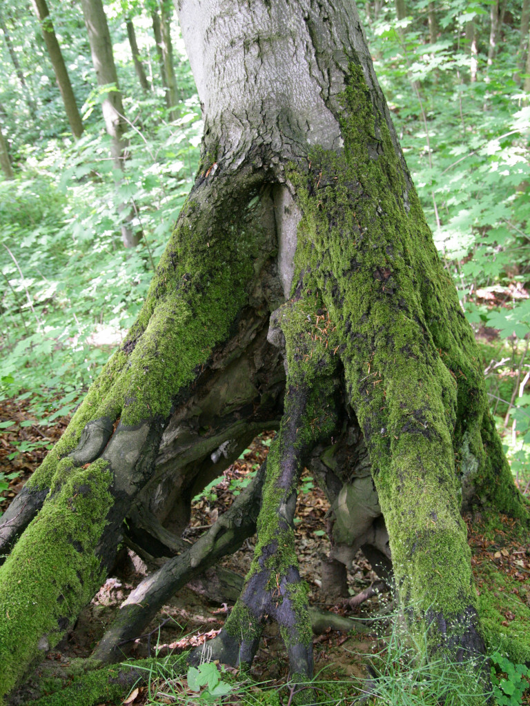 Wyjątkowy przyrodniczy zakątek w Kartuzach. Zapraszamy na spacer po Arboretum