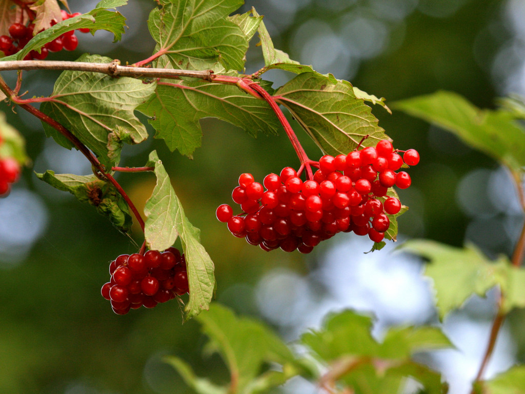 Wyjątkowy przyrodniczy zakątek w Kartuzach. Zapraszamy na spacer po Arboretum