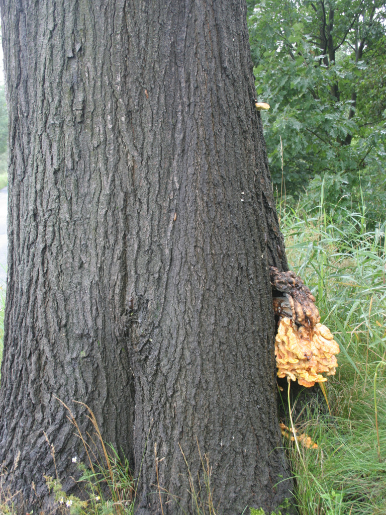 Wyjątkowy przyrodniczy zakątek w Kartuzach. Zapraszamy na spacer po Arboretum