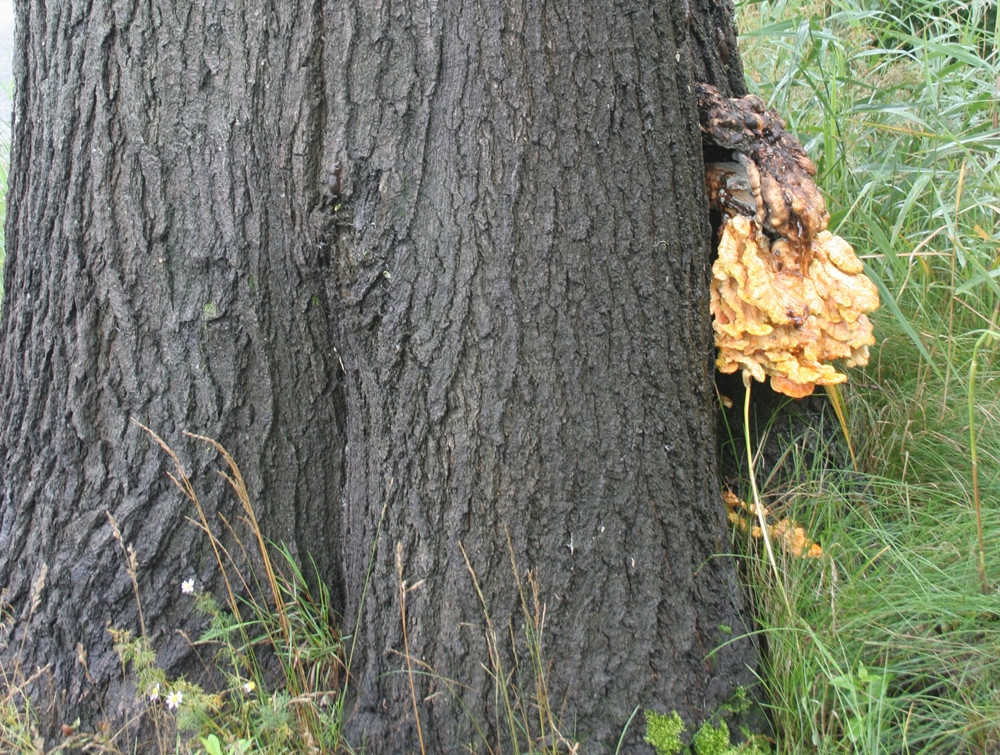 Wyjątkowy przyrodniczy zakątek w Kartuzach. Zapraszamy na spacer po Arboretum