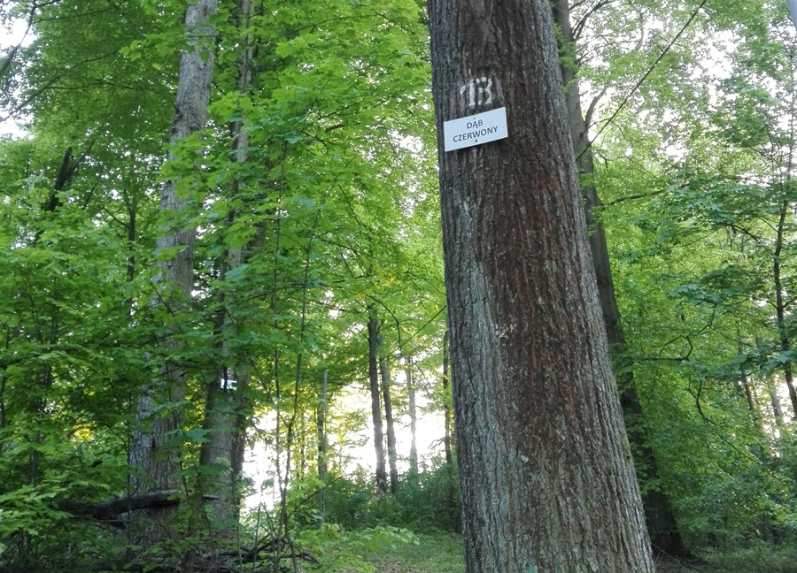 Wyjątkowy przyrodniczy zakątek w Kartuzach. Zapraszamy na spacer po Arboretum