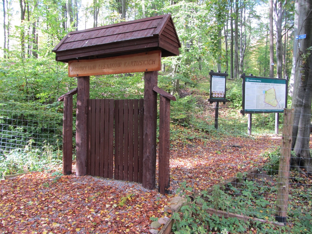 Wyjątkowy przyrodniczy zakątek w Kartuzach. Zapraszamy na spacer po Arboretum