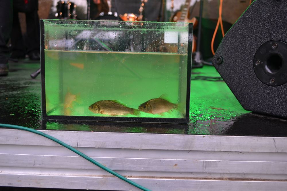 Żukowo. Świeto pstrąga i lipienia, czyli rodzinna zabawa przy muzyce i z rybnymi potrawami