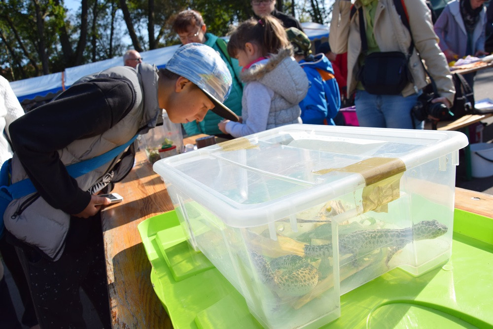 Kartuzy. Park Solidarności zamienił się w kolorowy targ z ekologicznymi produktami