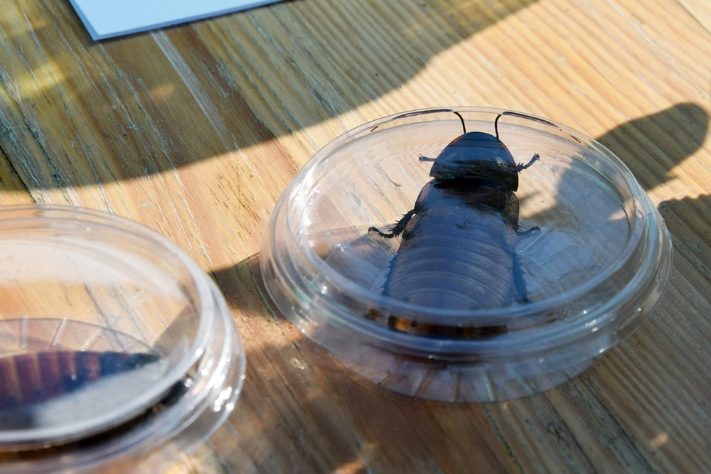 Kartuzy. Park Solidarności zamienił się w kolorowy targ z ekologicznymi produktami