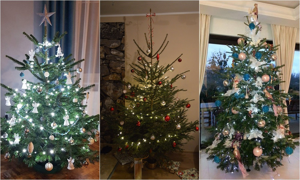 Tworzymy galerię choinek. Pochwal się swoim świątecznym drzewkiem!