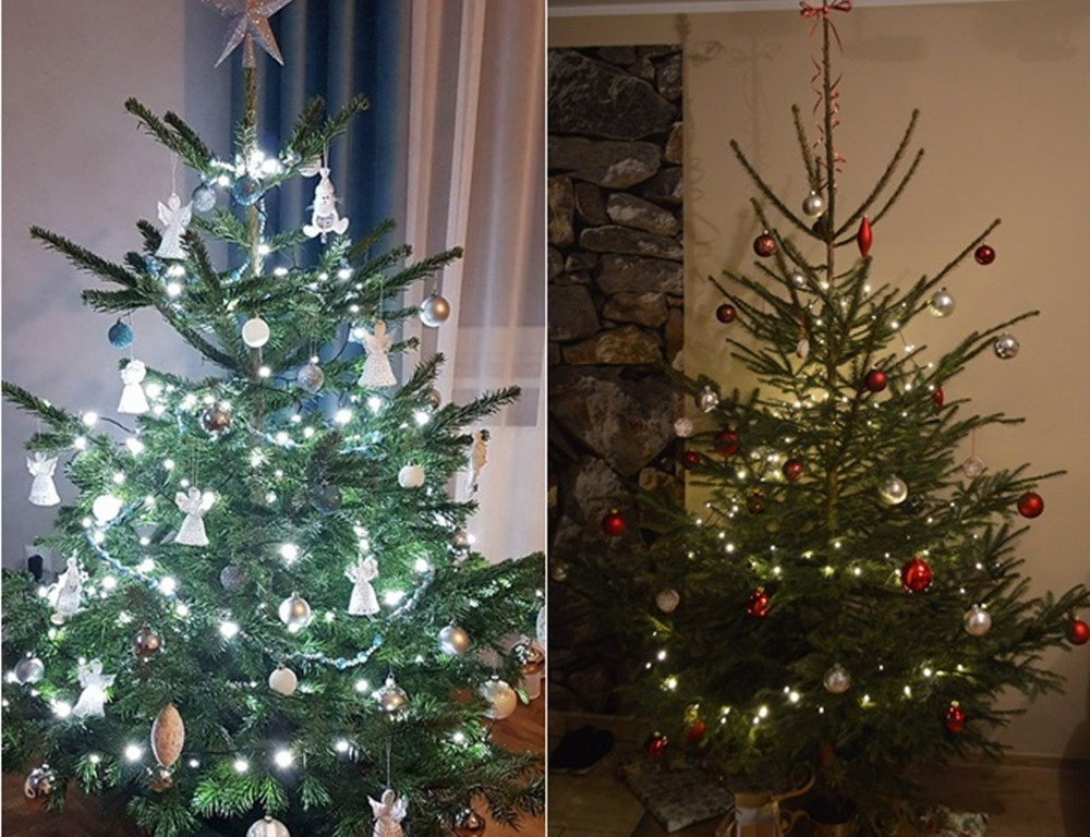 Tworzymy galerię choinek. Pochwal się swoim świątecznym drzewkiem!